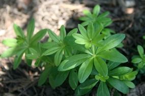 green woodruff in the garden