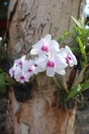 Picture of flowers on a tree