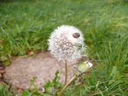 autumn dandelion