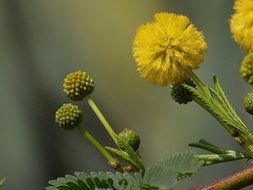 yellow bloom flower nature flora beautiful