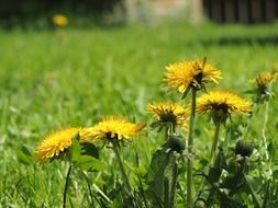 bush of a blossoming dandelion in a green meadow