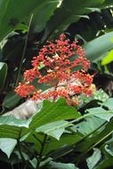 Clerodendrum with small red flowers, sri lanka
