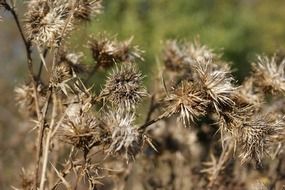 thistles dry flower plant