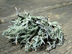 green lichen on the ground
