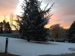 tree, snow, winter at dusk