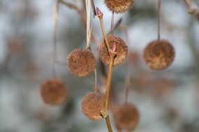 closeup photo of round fluffy seeds on a tree branch