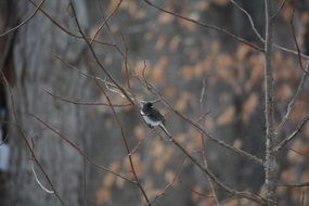 bird on branch tree winter season