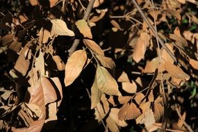 Fall foliage on the ground in autumn