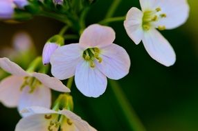 flowers on a tree branch close up