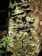 Green and white tramete mushrooms on the tree