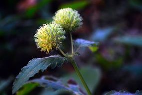 macro view of green flowers in a pot