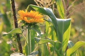 sunflower among different plants