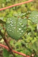 raindrops on a rose sheet