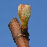 bud on a bare branch close up