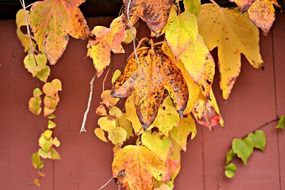 golden ivy leaves