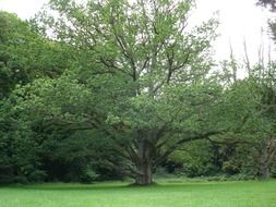 green trees in the meadow