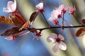 cherry blossom close-up