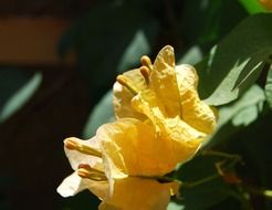 yellow bougainvillea blossom