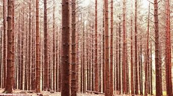pine forest