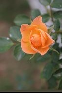 orange half-closed rose in the garden