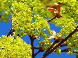 closeup photo of green maple tree blossoms