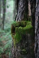 moss on the trunk