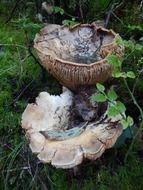 big mushrooms among green grass