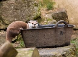 Cute otter in the wildlife