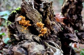 closeup picture of orange tree mushrooms on a rotten stump