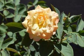 irresistible chris evert rose flower