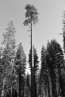 black and white photo of a tall tree in a forest