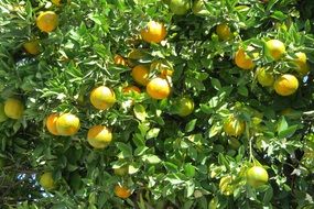 tree with tangerines in the garden