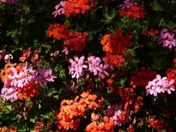 colorful blooming geranium in the garden