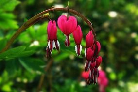 hot pink flower bleeding heart on a stalk