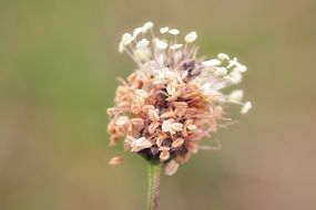 blossom of greater plantain