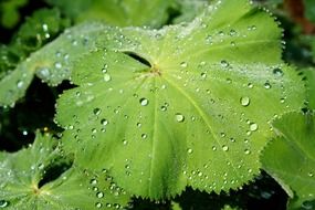raindrops on a gree leaf