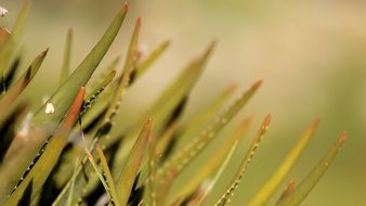 nature aloe depth