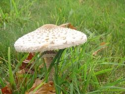 white fungus