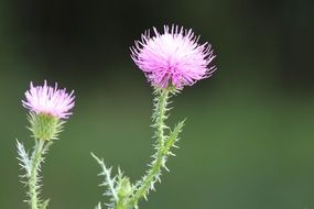 greater burdock flowerheads