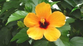 beautiful yellow blossom