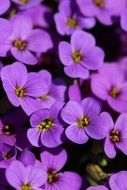 spring bush of purple flowers