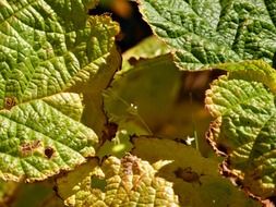 yellowing autumn leaves