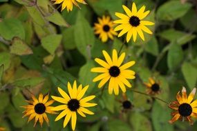 closeup picture of Yellow flowers in green leaves