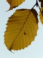 autumn leaves hornbeam against the sky