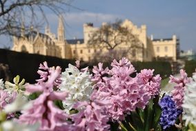 Hyacinth flowers in spring in the palace park