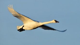 trumpeter swan flying