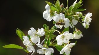Bee on the white flowers in spring