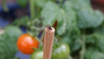 fly on a wooden stick in the garden