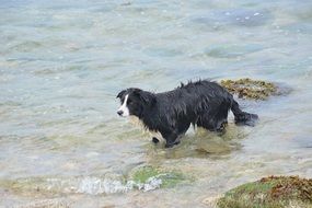Black dog in sea water