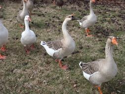 Picture of poultry geese